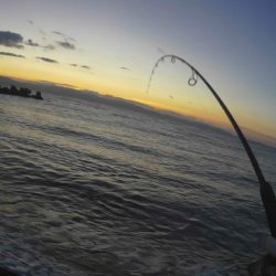 ヒラメが釣れました！